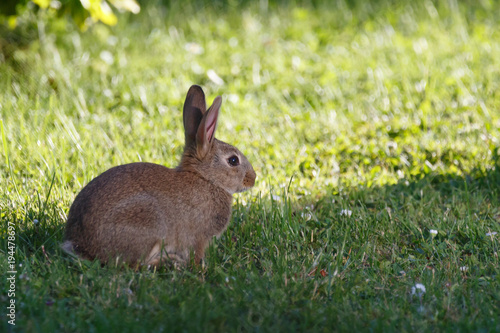 Wildkaninchen Im Garten Kaufen Sie Dieses Foto Und Finden Sie