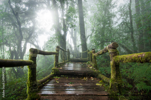 Naklejka most w dżungli   drewniany-most-w-lesie-tropikalnym