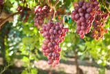 Red Seedless Table Grapes