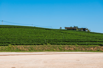 Wall Mural - Tea plantation in Chiang Rai province