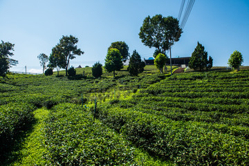 Wall Mural - Tea plantation in Chiang Rai province