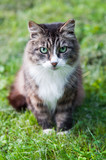 Fototapeta Mapy - tabby cat is walking in green field