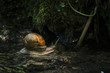 © Cosma Andrei/Stocksy - Snail in shallow river