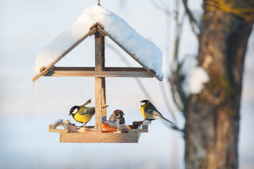 Three tit in the snowy winter bird feeder eating pork fat