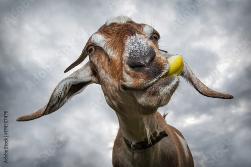 Cuadros en Lienzo Funny brown goat chew yellow apple and smiling