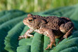 Toad (Bufo bufo) on the green soft leaf
