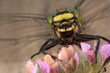 Dragonfly with big eyes on the pink flower