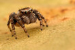 Jumping spider on the yellow autumn leaf 