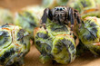 Jumping spider and like cabbage buds