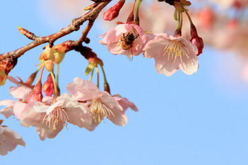 Wall Mural - 桜の花とミツバチ