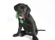 Black puppy in green bowtie