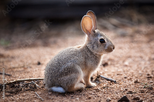 Zdjęcie XXL Młody królik Cottontail w południowej pustyni Arizony, Hrabstwo Cochise