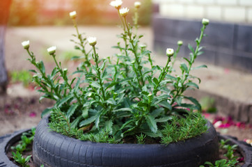 Unusual flower bed in the garden. A flower bed out of old car tires. flowerbed design. Spring, summer, garden. use of machine tires. Second life of things. chamomile flowers