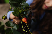 Close Up Of An Anonymous Girl Inspecting A Newly Ripened Strawberry