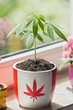 © RG&B Images/Stocksy - Marijuana growing in pot with Canadian flag to symbolize legalization