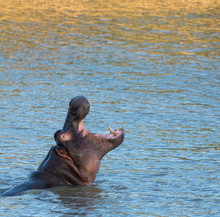 Hippopotamus Opening His Mouth Out Of The Water