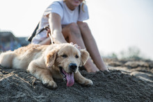 Woman With A Baby Golden Retriever At The Beach