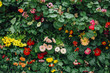 © mmarko/Stocksy - Various colorful flowers