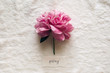 © Kelly Knox/Stocksy - pink peony bloom labelled in calligraphy
