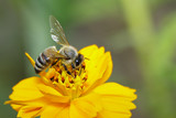 Image of bee or honeybee on yellow flower collects nectar. Golden honeybee on flower pollen. Insect. Animal