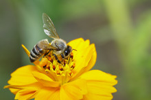 Image Of Bee Or Honeybee On Yellow Flower Collects Nectar. Golden Honeybee On Flower Pollen. Insect. Animal