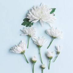 Wall Mural - white chrysanthemum on blue background with copy space for text in top view