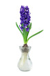 Purple hyacinth growth in spring isolated on white background