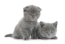 Scottish Fold Gray Cat