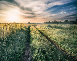 Wall Mural - country road in field with fog and green grass at sunset