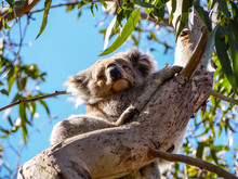 Cute Australian Sleepy Koala Bear