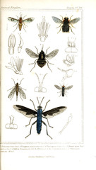 Illustration of insects