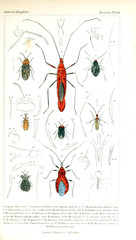 Illustration of insects