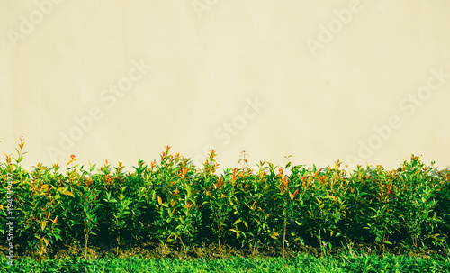 Cuadros en Lienzo Shrubbery, Green hedges, Shrubbery texture background, Exterior in natural style