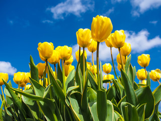 yellow tulips over a blue sky