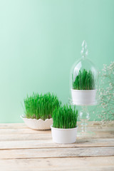 Wall Mural - Easter green wheat grass in small various sizes, Novruz spring celebration nature awakening symbol, fresh green grains sprouting in white bowls on wooden table, semeni Azerbaijan, Persian nowruz sabzi