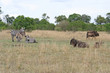 Zebra und Gnu in Afrika in Graslandschaft