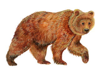 Brown bear .Watercolor illustration on white isolated background