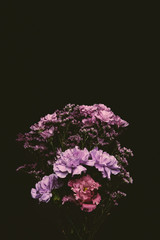 Poster - close-up view of beautiful floral bouquet of pink and purple blooming flowers isolated on black