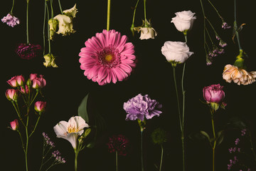 Poster - composition of beautiful various blooming flowers isolated on black