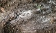 quicklime recondition soil for plant