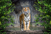 Tiger Is Standing In The Forest Atmosphere.