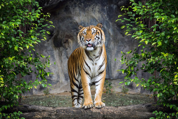tiger is standing in the forest atmosphere.