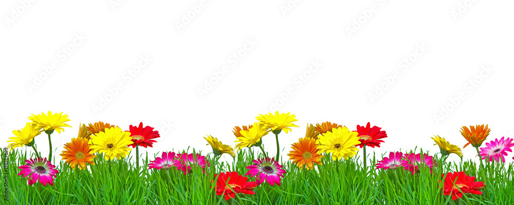 Frühjahr Blumenranke Freisteller Stock Photo