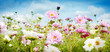 Pretty spring banner with pink and white flowers