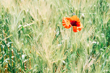 Canvas Print - Red poppy flower field at Sangdong Lake Park in Bucheon, Korea