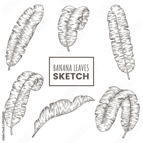 Hand drawn banana leaves set. Tropical palm branch sketch isolated on