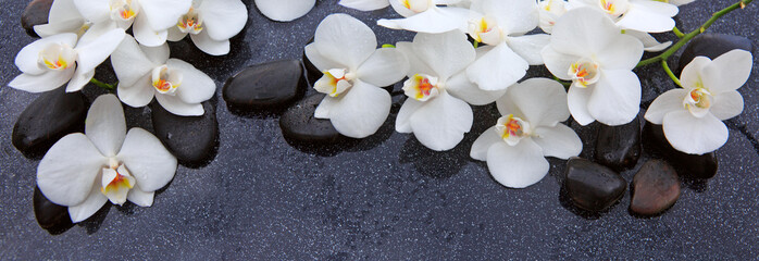 White orchid and black stones close up.