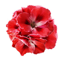 A Bouquet Of Red-white Begonias On A White Isolated Background With Clipping Path.  Close-up Without Shadows. Nature.