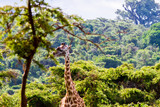 Fototapeta Sawanna - Giraffe (Giraffa) Ngorongoro Conservation Area (NCA) World Heritage Site in the Crater Highlands area of Tanzania