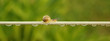 Langer Weg Schnecke auf einer Wäscheleine mit Wassertropfen - Long way snail on a clothesline with water drops 